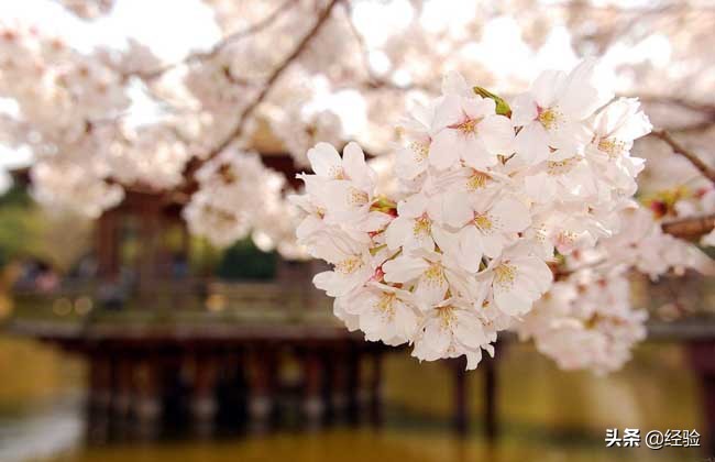 樱花树种植技术大全,樱花树的种植间距