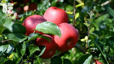 昆明采摘一日游,昆明采摘游