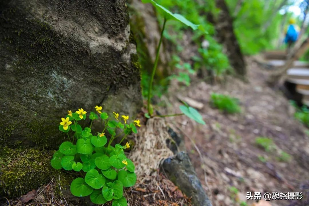 各个季节的野生兰花,北京百花山野生兰花图片