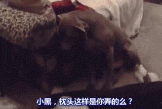 科学养犬四个标准是指哪些,科学养宠攻略狗不能吃什么