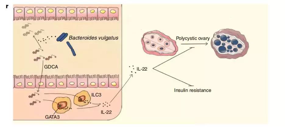 多囊卵巢综合征国内顶尖专家,北大医学部主任乔杰