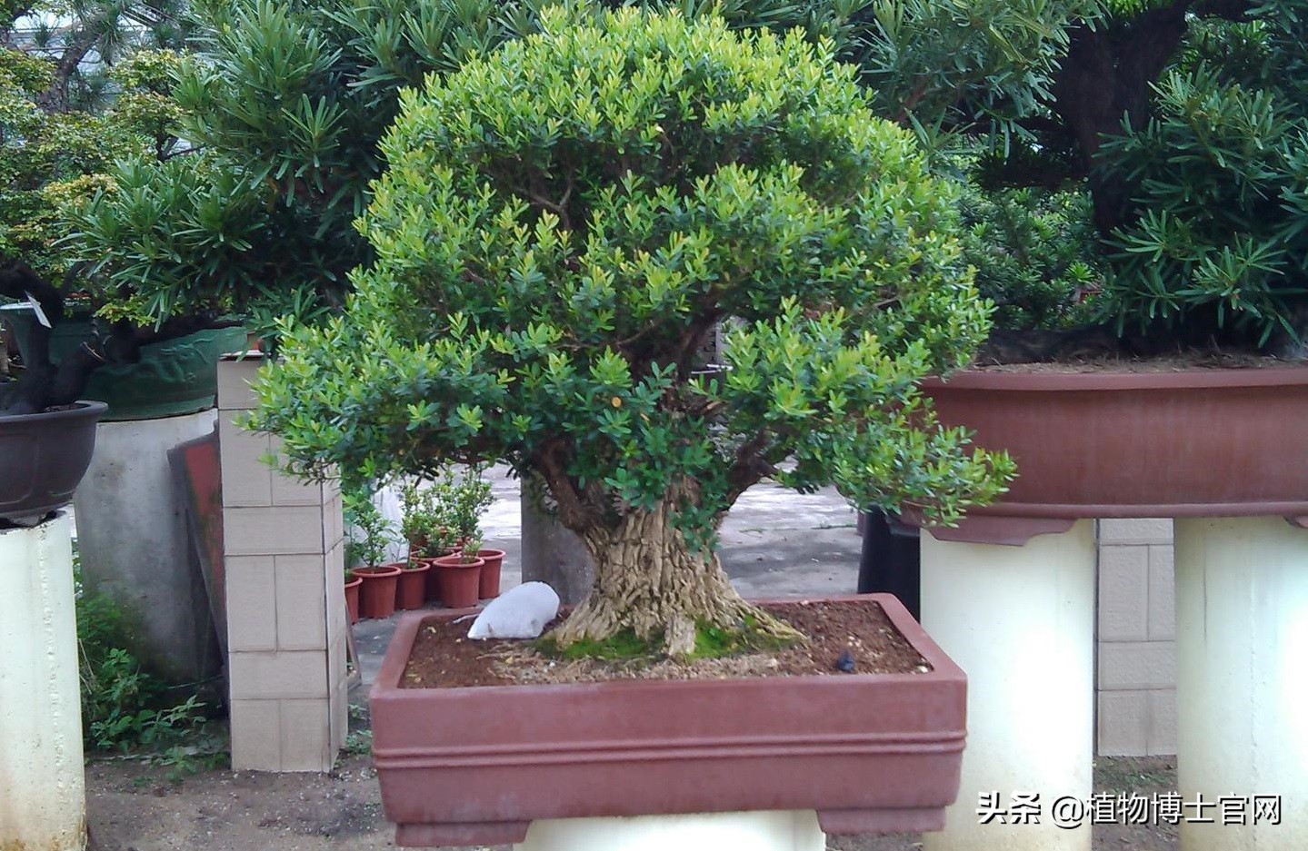 小叶黄杨黄叶原因如何解决,小叶黄杨树叶发黄是什么原因