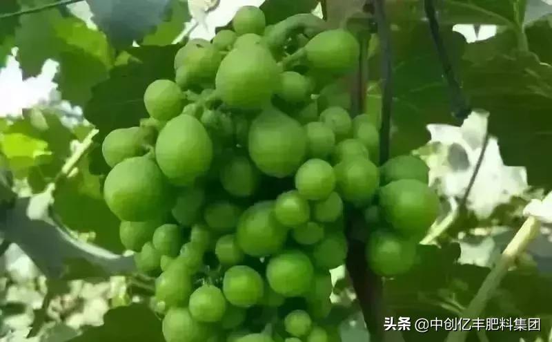 葡萄能不能在坑内种植,葡萄种植坑挖多大合适