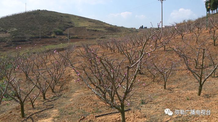 便民惠民!弥勒市第一家用水合作社这波操作太可以了!