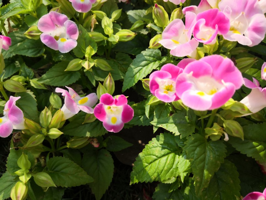 #唤醒好*光春**#​花海里的小蜜蜂，只有勤劳和不懈努力才会有成功