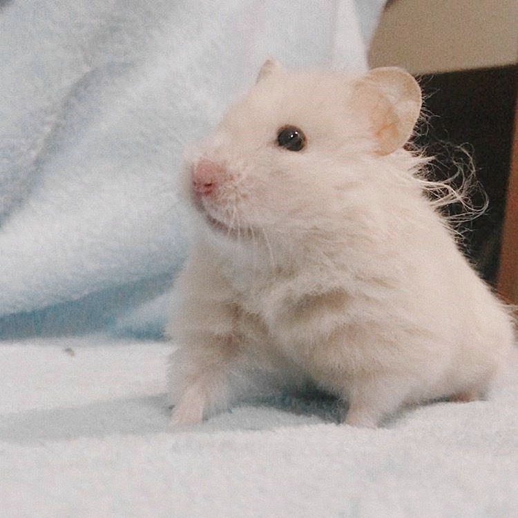 仓鼠试吃肥宅快乐水,因味道太好表示还要喝,但主人坚决不喂