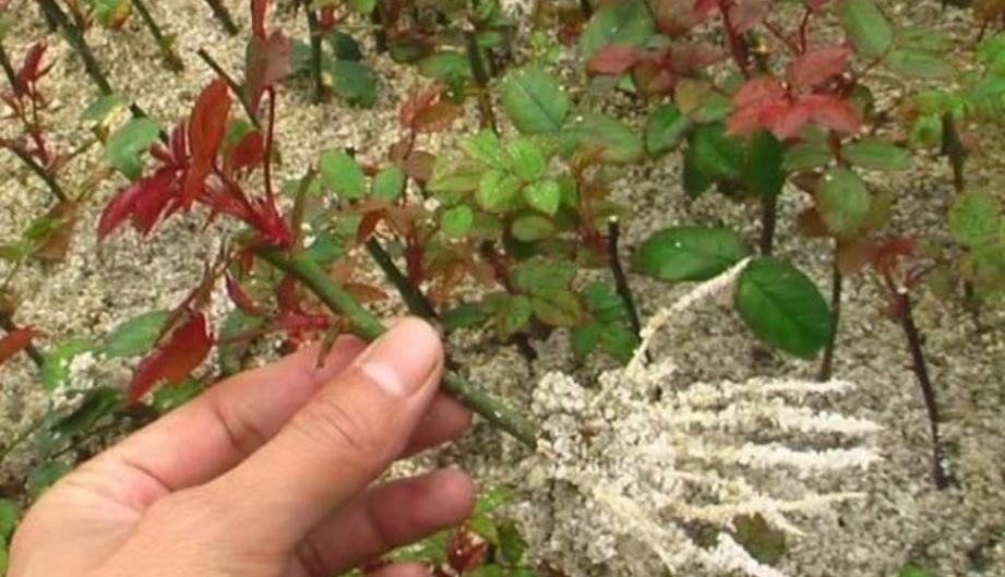 扦插月季花几月成活率高,月季花扦插不用生根液栽培方法