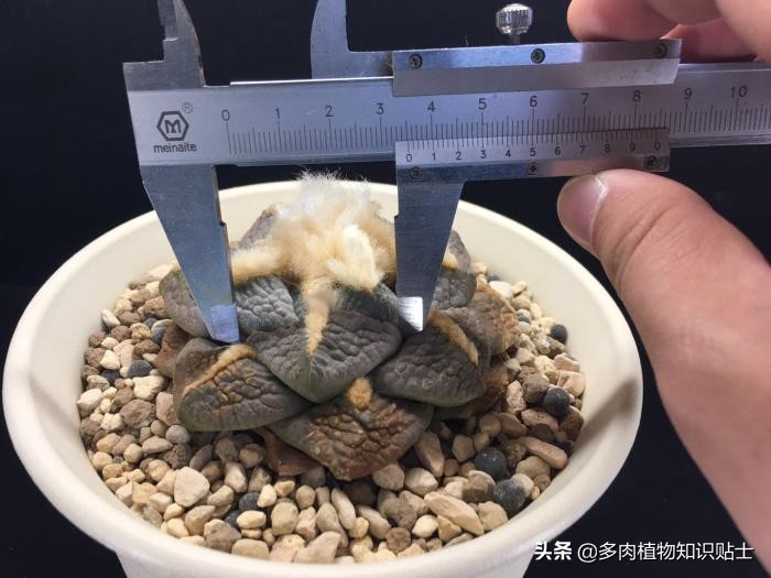 仙人掌什么情况下修根,怎么给仙人掌修形