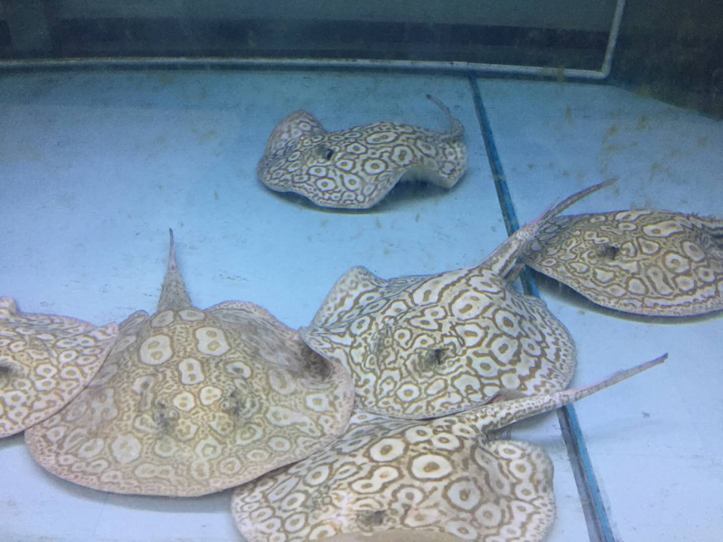 楠羽魟鱼,楠羽养鱼经全集