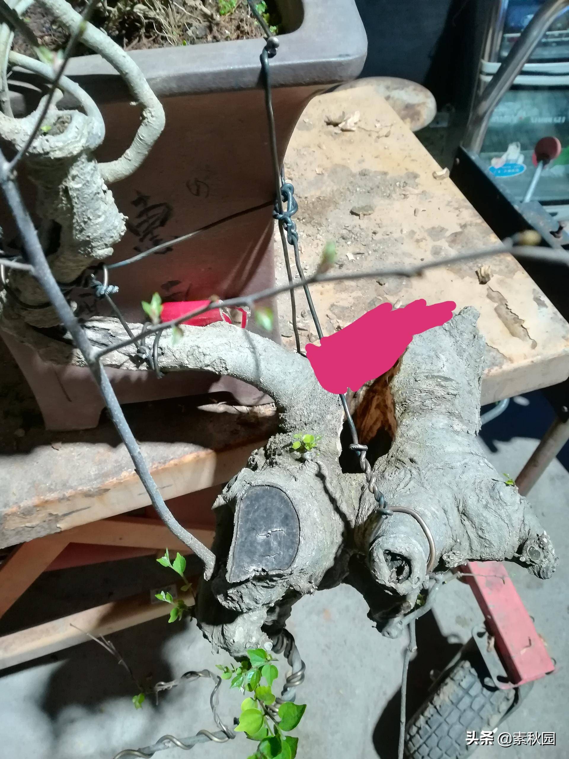 朴树盆景老桩夏季采挖与养坯,各种精品朴树盆景熟桩