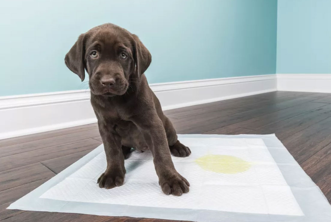 怎么训练狗狗在便盆大小便,如何训练小狗去固定地方上厕所