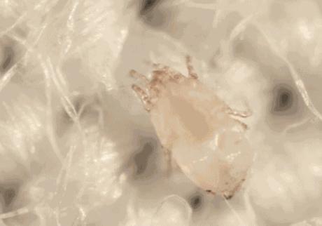 猫咪掉毛掉得厉害是什么原因,猫咪最近掉毛严重了因为啥