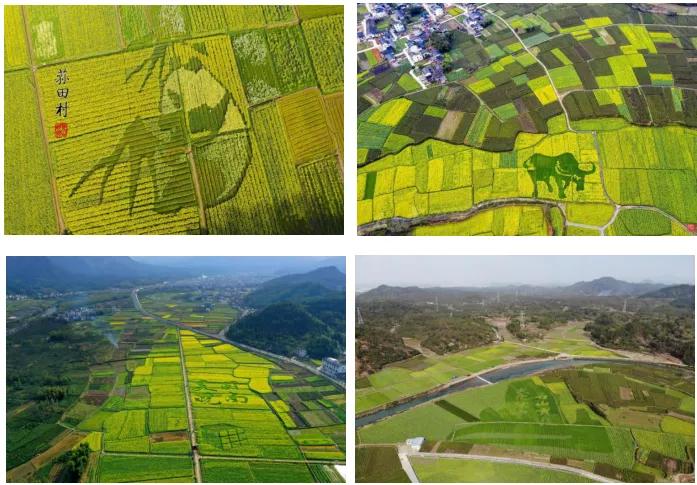 黄山踏青油菜花图片,黄山油菜花景观进入最佳观赏期