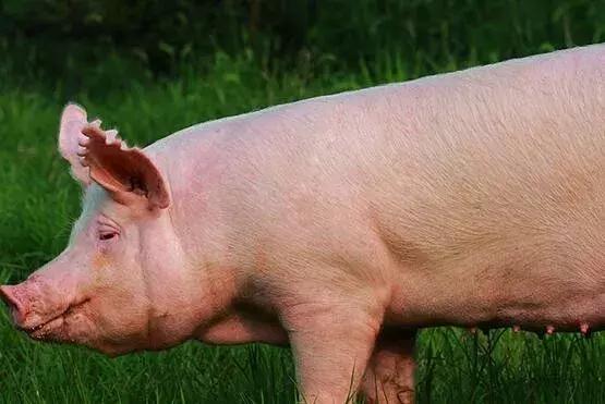 治疗猪疥螨的最好方法,猪疥螨该怎么治疗好得快