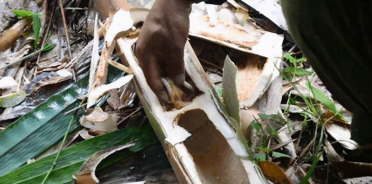 专吃稚嫩的竹笋，农民恨之入骨，但吃货却很喜爱，市价80元一斤