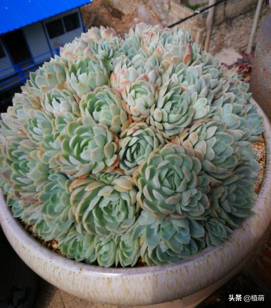 冰梅的养殖方法,冰梅怎么爆盆