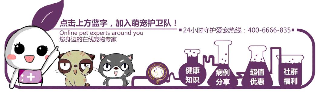 猫咪疯狂掉毛怎么回事,猫咪疯狂掉胡子