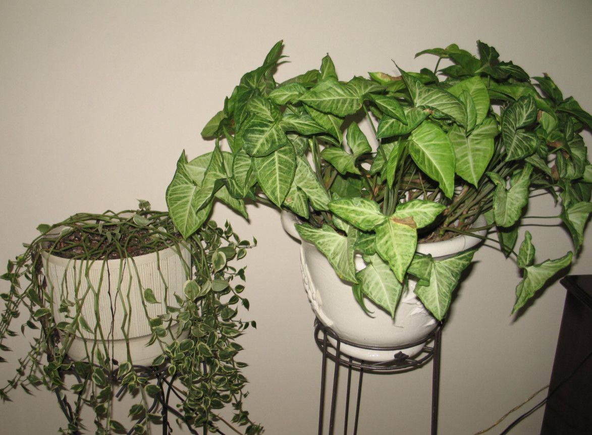 耐阴适合在厕所养的植物,耐阴的室内水培植物排行榜