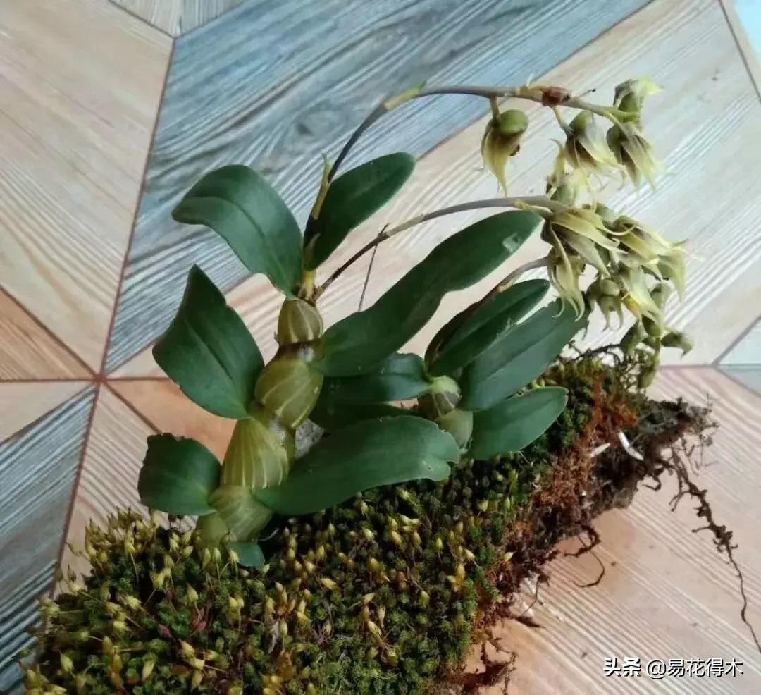 珍虫石斛什么档次,珍虫石斛花的介绍