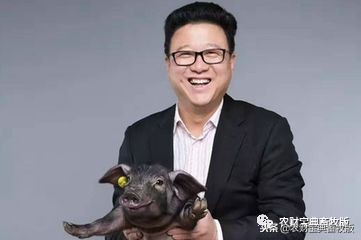 网易丁磊养猪启示录,互联网养猪丁磊
