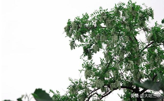 槐花怎么种植才好,槐花种植方法与技术