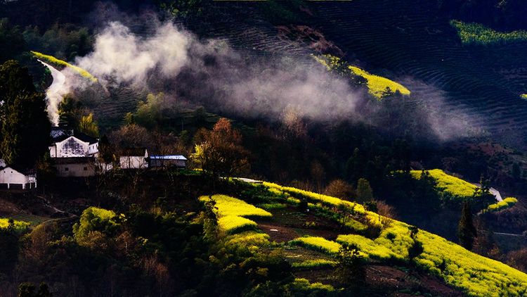 钟智老师（麦高）带您看歙县坡山油菜花