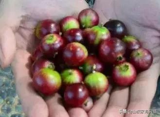 吃完“舌头受伤”的5种水果，甘蔗像牙签扎，图4居然会破皮流血