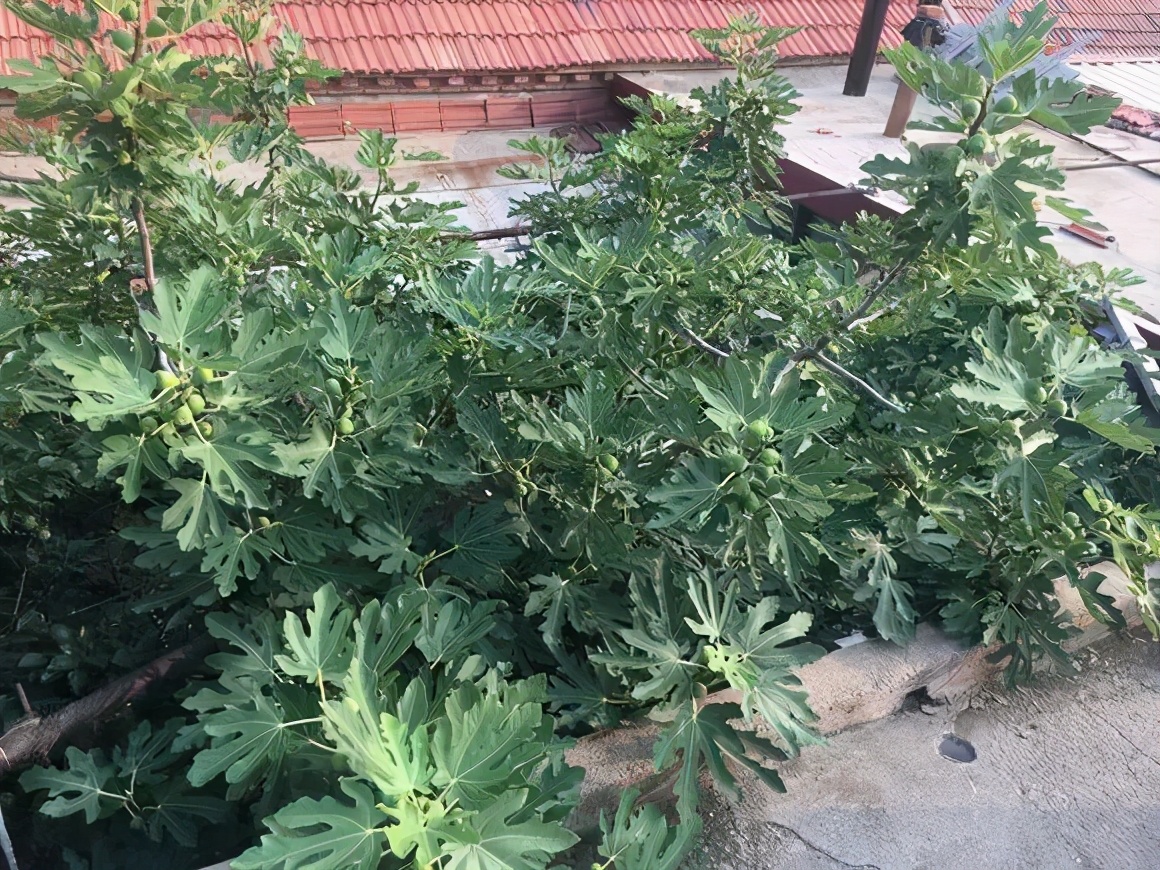 一根枝条插土里怎么生根,下山老桩扦插生根最快方法