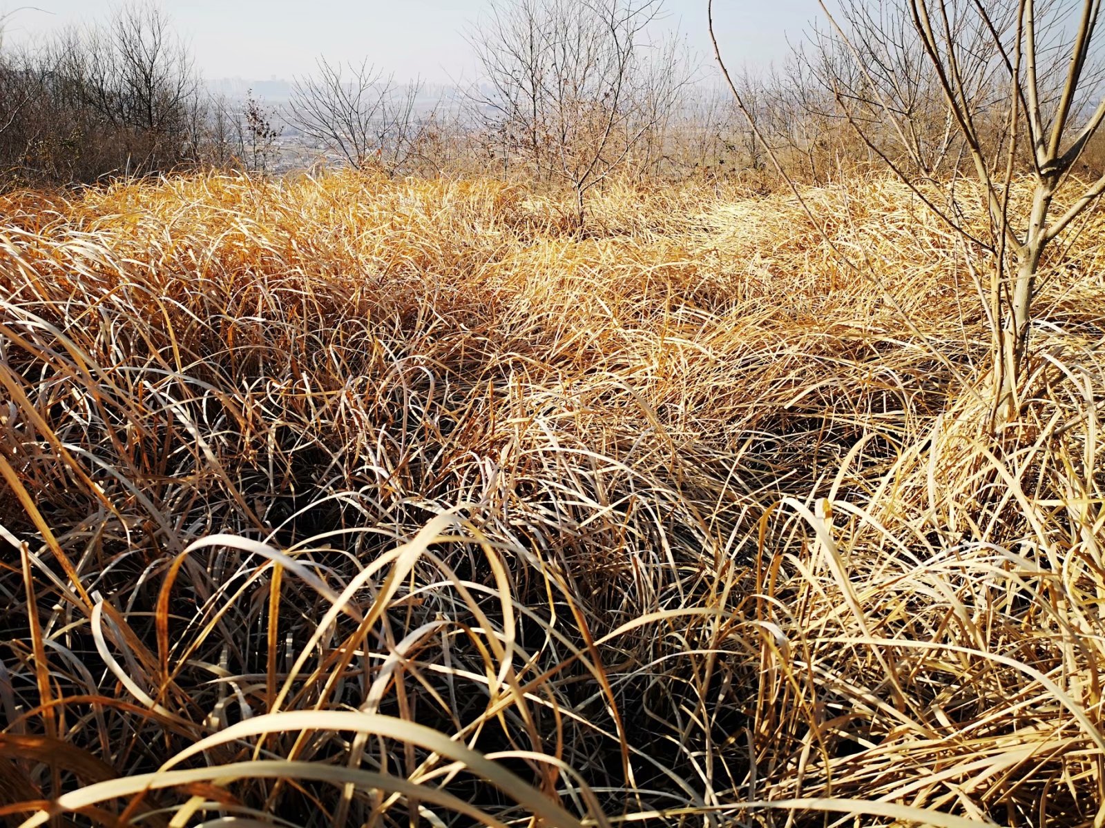 摩托周边旮旯游——探访蚌埠李楼鲁山寺遗址（上）
