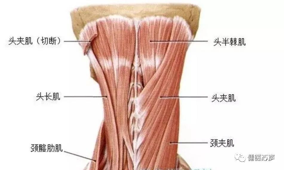 低头久了后脑勺疼怎么回事偏头痛,低头久了头晕可能是哪种大病