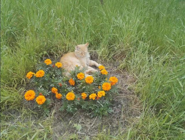 猫的相思,猫的相思病