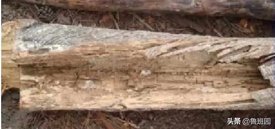 木材的主要缺陷,木材缺陷有哪些