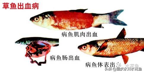 鱼出血病的防与治,鱼类出血性疾病