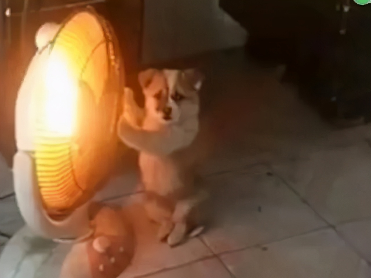 养狗注意事项萌宠指南,养狗人要了解的狗狗睡眠常识