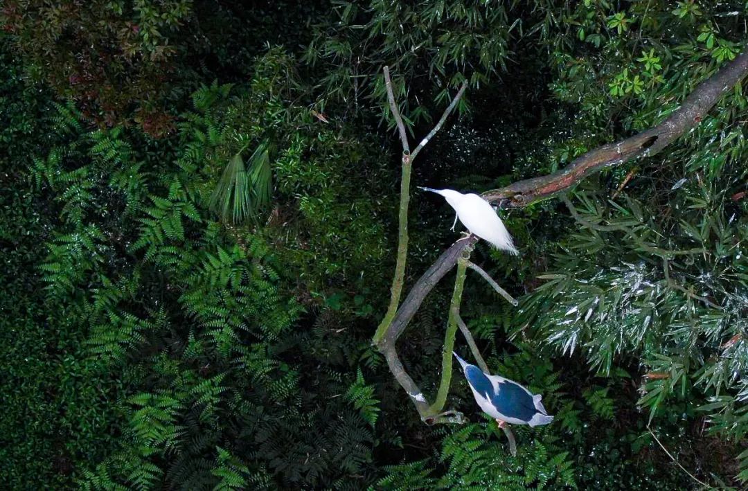 浦江朝阳湖值得游玩吗,浦江夜色旅游攻略