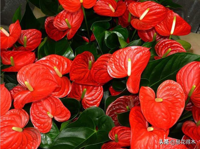 四季开花香味浓的观花植物,观叶型花卉有哪些花可以吃