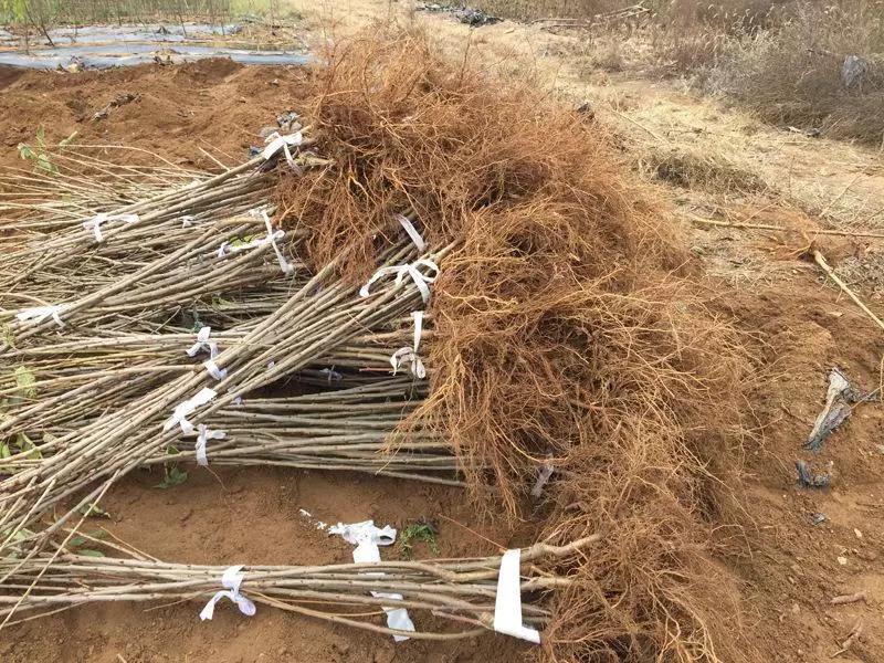 新建果园果苗怎么挑选,新建果园果苗怎么选