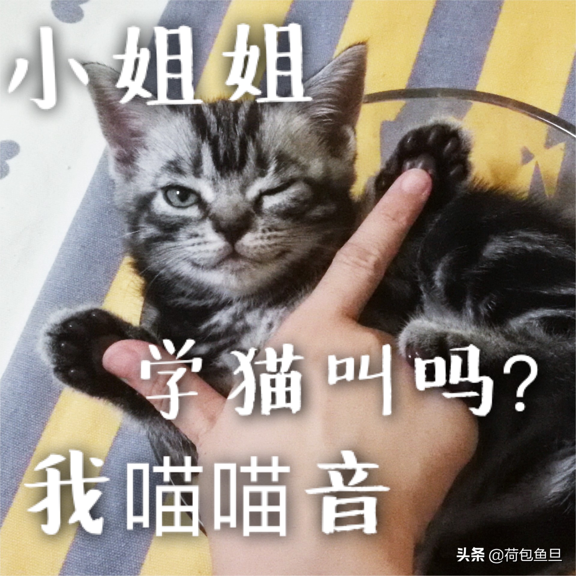 如何让猫咪知道铲屎官生气了,猫咪生气该怎么办