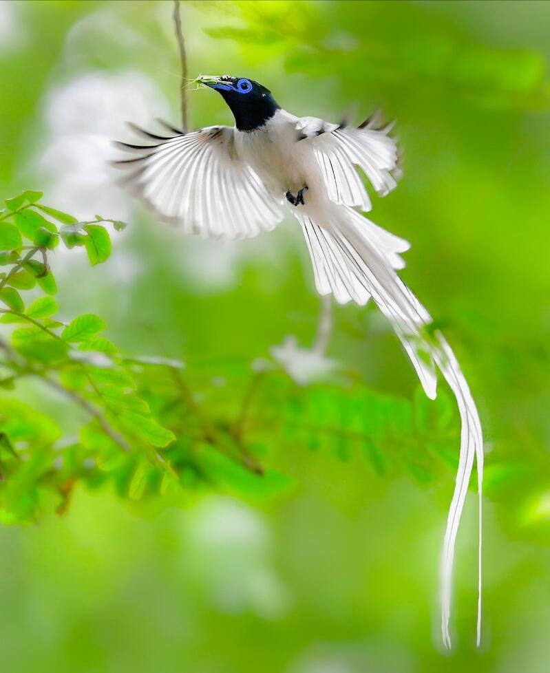 东江揽胜,惠州淡水常见鸟类图谱