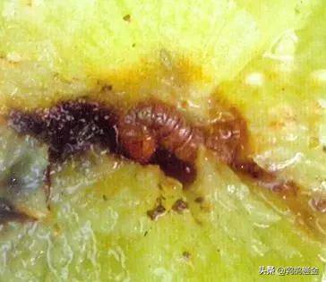 樱桃地下害虫防治方法,樱桃虫害