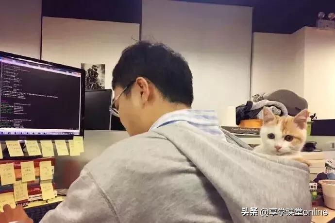 程序员养狗好还是养猫好,为什么程序员不能没有猫