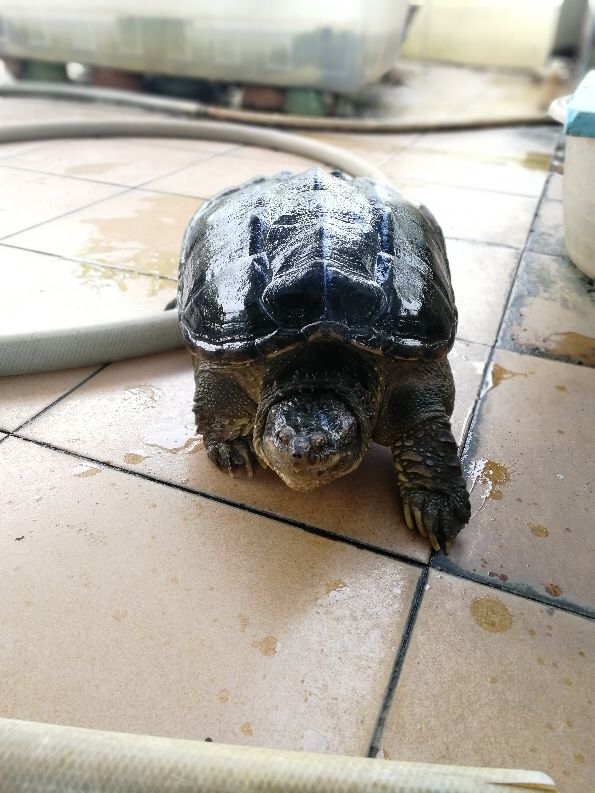 养龟人心路历程,养龟人的心路历程