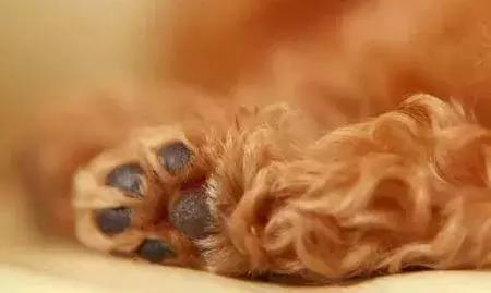 狗狗肉垫护理视频,夏季狗狗冰垫