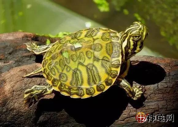 养水龟要准备什么,新手养龟的小知识