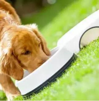 狗狗收藏,收藏宠物零食狗狗