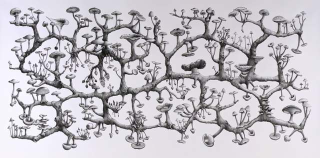 世界罕见的真菌感染,美国超级真菌是怎么回事