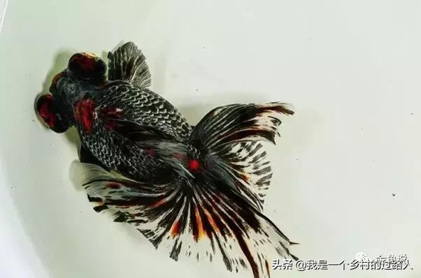 家庭养鱼的知识和技巧,庭院鱼池养鱼需要注意什么