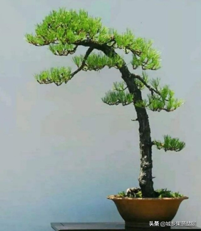 小黑松盆景的造型,黑松盆景各种造型名称及图片