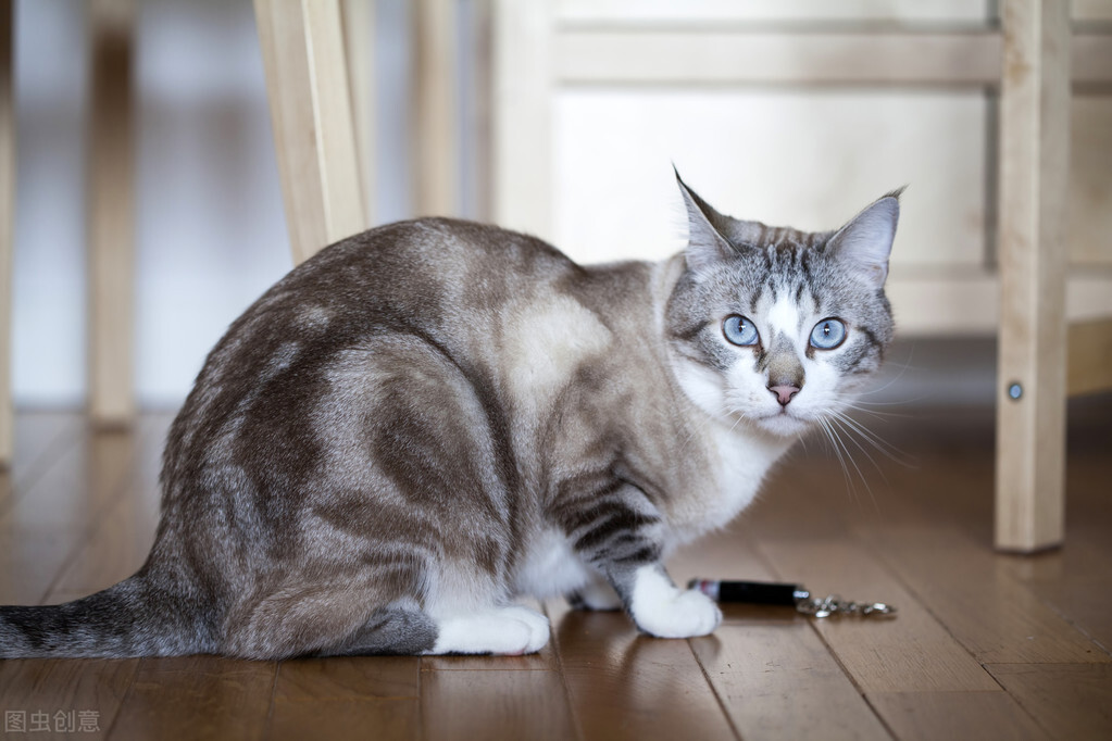 猫咪身上掉皮屑还掉毛是怎么回事,猫咪身上有皮屑会传染给猫吗