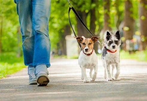 不遛狗会不会导致咬人,不遛狗对狗的影响大么